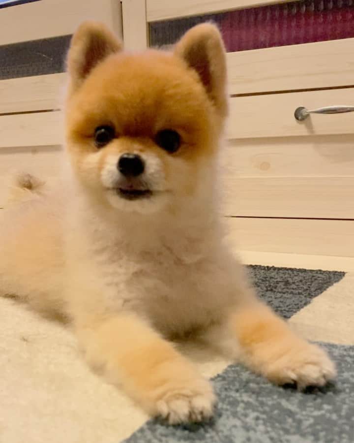 RIO POMEのインスタグラム：「あいかわらず🆖ワードでおちょくられるの巻🐶  このあとゴネ噛み😅  #ポメラニアン #pomeranian  #犬 #dog #dogstagram#doglover #愛犬 #わんこ #ポメラニアン大好き #ポメラニアンが世界一可愛い #pom #ぽめらにあん #ポメ#pomeraniansofinstagram  #pomeranianlove #ふわもこ部 #いぬバカ部 #癒しわんこ#instapic#pomstagram #puppy #dogsofinstagram #cute#cutedog」