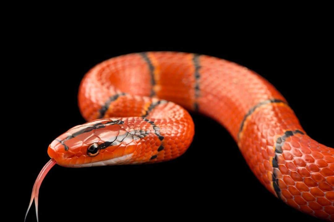 Joel Sartoreさんのインスタグラム写真 - (Joel SartoreInstagram)「Found in the forested hills of southeastern Asia, red bamboo snakes thrive under cool and very humid conditions. Most active during twilight hours, this species spends most of its time hiding in leaf litter, under carpets of moss, or beneath rocks and logs. Because of its shy and elusive nature, most of what we know about this species is based on the behaviors of individuals observed in captivity. #snake #bamboo #red #banded #tongue #PhotoArk #savetogether」7月22日 22時11分 - joelsartore