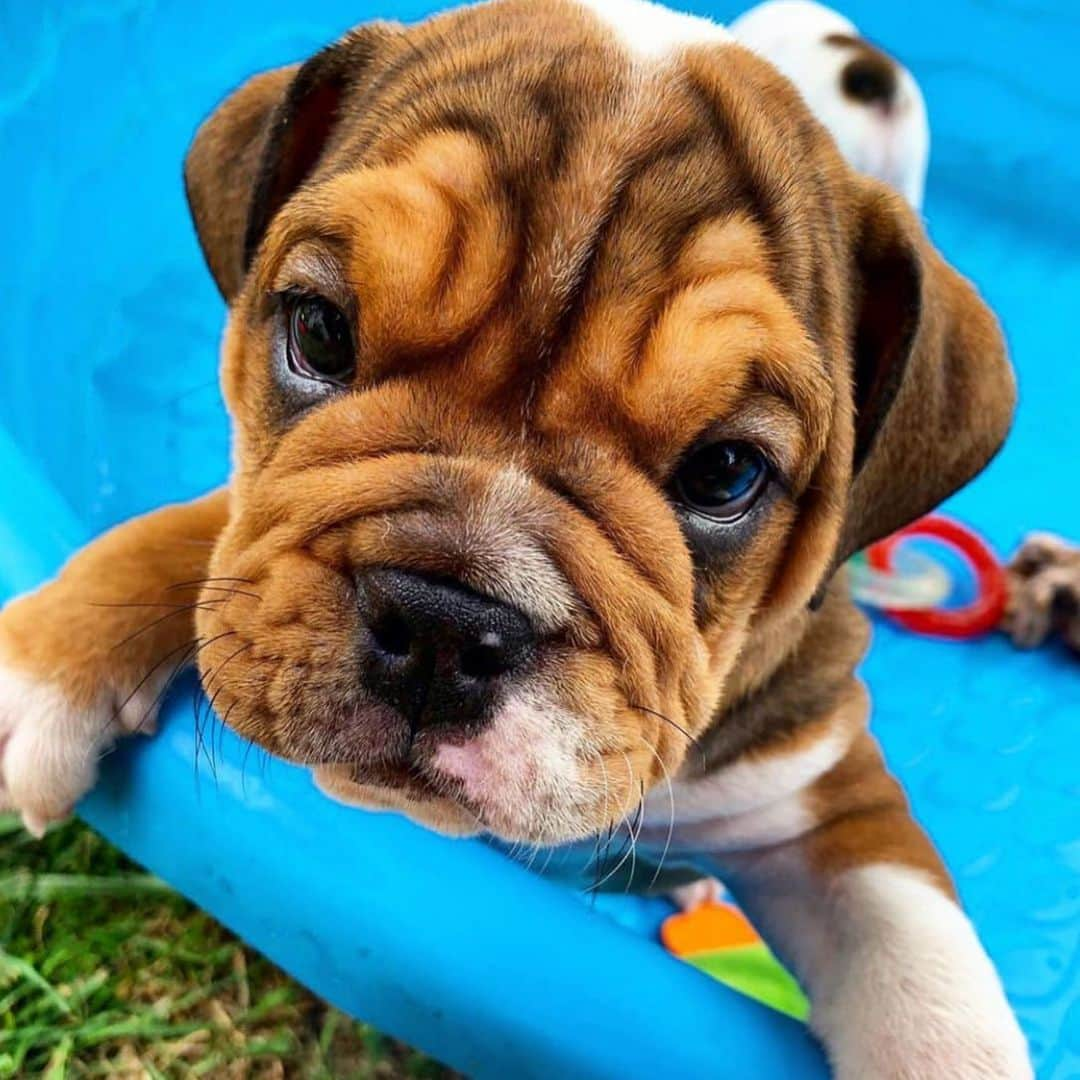 Bodhi & Butters & Bubbahのインスタグラム：「The dog days of summer 🐶 . . . . . #bulldog #puppy #love #summer #beach #body #pool #relax #dogdays #dog #cute #smile #wednesday #work #life #motivation #dogsofinstagram #bestoftheday 💗 @blanton_the_bullie」