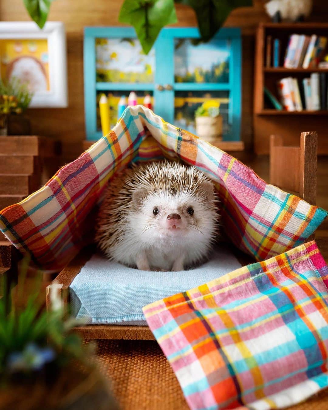 ダーシーのインスタグラム：「Morning already?」