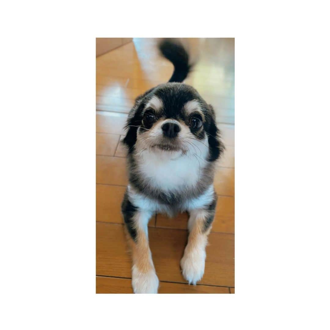 のインスタグラム：「めい載せる🥰🐶 もう3歳はやい😭  #犬 #わんこ #愛犬 #love #めい #🐶 #大好き #dog #ブラックタンチワワ #チワワ」