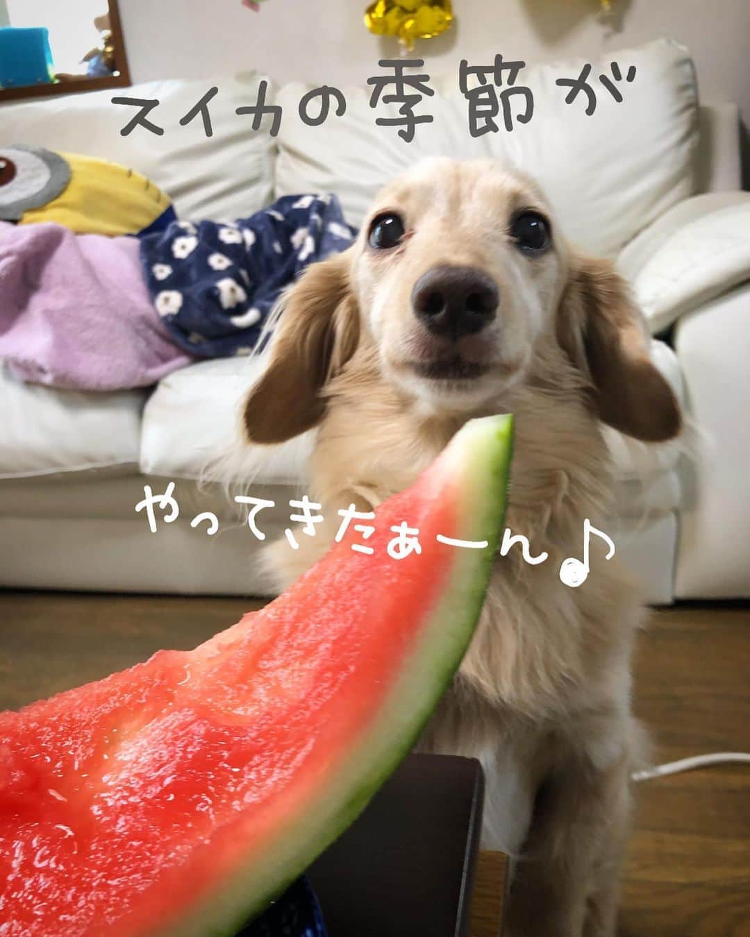のインスタグラム：「暑くなると食べたくなるよねぇ🍉 一番安い💰やつ買ったのに めちゃくちゃ甘くって😍得した気分💕 #しあわせの極み #西瓜#特売すいか #志村食い #🍉 #丸かじり 🐶💡 #もぐもぐタイム ⏰ #裸族 ゆえの#マロ毛散乱 😭💦 #Mダックス#ダックス#ミニチュアダックス #親父犬#シニア犬#ミニチュアダックスフンド #ミニチュアダックスクリーム#短足部 #短足犬#カニンヘンダックス #ダックス14歳#カニンヘンダックスフンド#犬は家族#犬のいる生活#インスタでわんこみるのが日課 ♡♡」