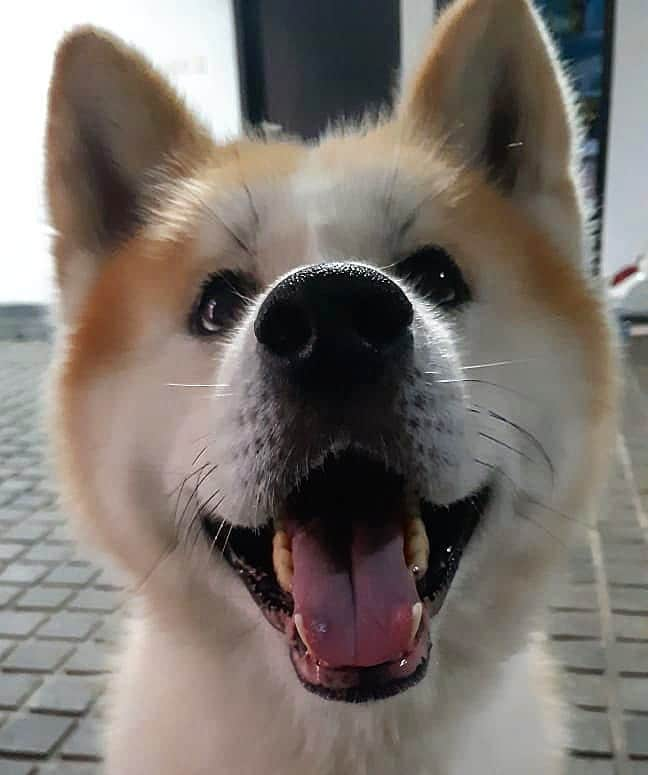 INA. CH KAITO VON JAH SUEDEのインスタグラム：「How cute i'm 😊😊🥰   . . . . . . . . . . . . #akita#akitafeatures#akita_feature#japaneseakita#dog_features#Hatchiko#love#animal#petoftheday#akitaofinstagram#pet#animal#秋田犬#犬#秋田#日本の秋田#日本犬 #大型犬 #日本語 #子犬 #可愛い #doglover#ワンコ大好き倶楽部公式 #photooftheday#akitagram#instapet#dogstagram#dog#puppy#INSTAKITA」