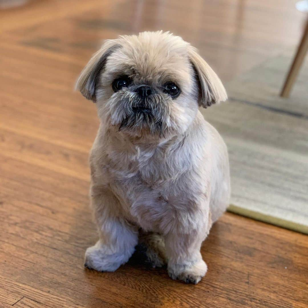 Dougie the Shih Tzuさんのインスタグラム写真 - (Dougie the Shih TzuInstagram)「#dogswithbobs」7月22日 23時25分 - dailydougie