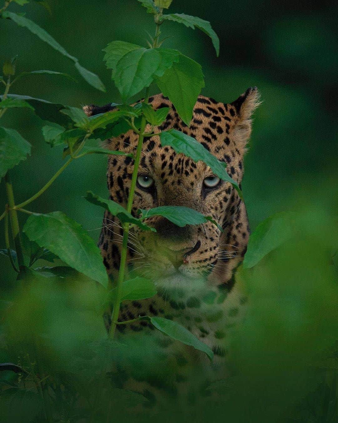 Discover Earthさんのインスタグラム写真 - (Discover EarthInstagram)「Have you ever seen this animal ? It's a leopard. It is a large cat with a yellowish-brown coat and black-and-gold spots.  "Here is this vast, savage, howling mother of ours, Nature, lying all around, with such beauty, and such affection for her children, as the leopard; and yet we are so early weaned from her breast to society, to that culture which is exclusively an interaction of man on man." said Henry David Thoreau. 🐆 #Discoverwildlife with @shaazjung  #wildlife #leopard #reallifeleopard」7月23日 0時02分 - discoverearth
