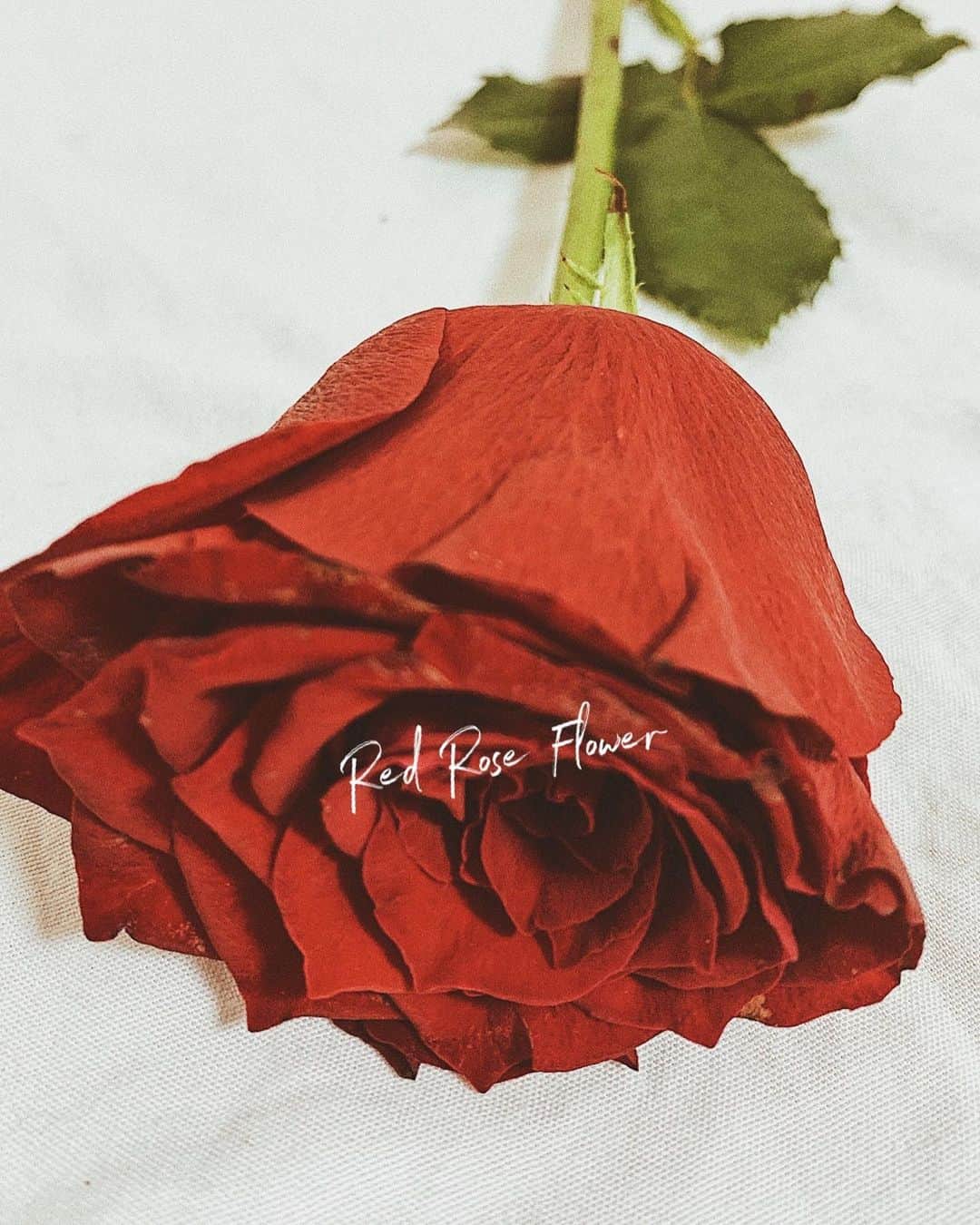 日下裕江さんのインスタグラム写真 - (日下裕江Instagram)「ℝ𝔼𝔻 ℝ𝕆𝕊𝔼🌹  いつも𝙿𝚁𝙾𝚅𝙴𝙽𝙲𝙴で頂く 赤い薔薇✴︎✳︎＊  薔薇大好きだから嬉しい♡  写真２枚目以降は 撮影した時の♪  和物大好きだし、 𝙽𝙷𝙺さんは普段ではなかなか着られない和物が取り揃えられてて、 いつもワクワクする☺️💓  カツラも様々で楽しい✨  OAはそのうちご報告しまーす🎶  お楽しみに💓  #redrose #rose #flower  #赤い薔薇 #ルージュローズ #薔薇 #laprovence #provence」7月23日 0時27分 - hiroe___h