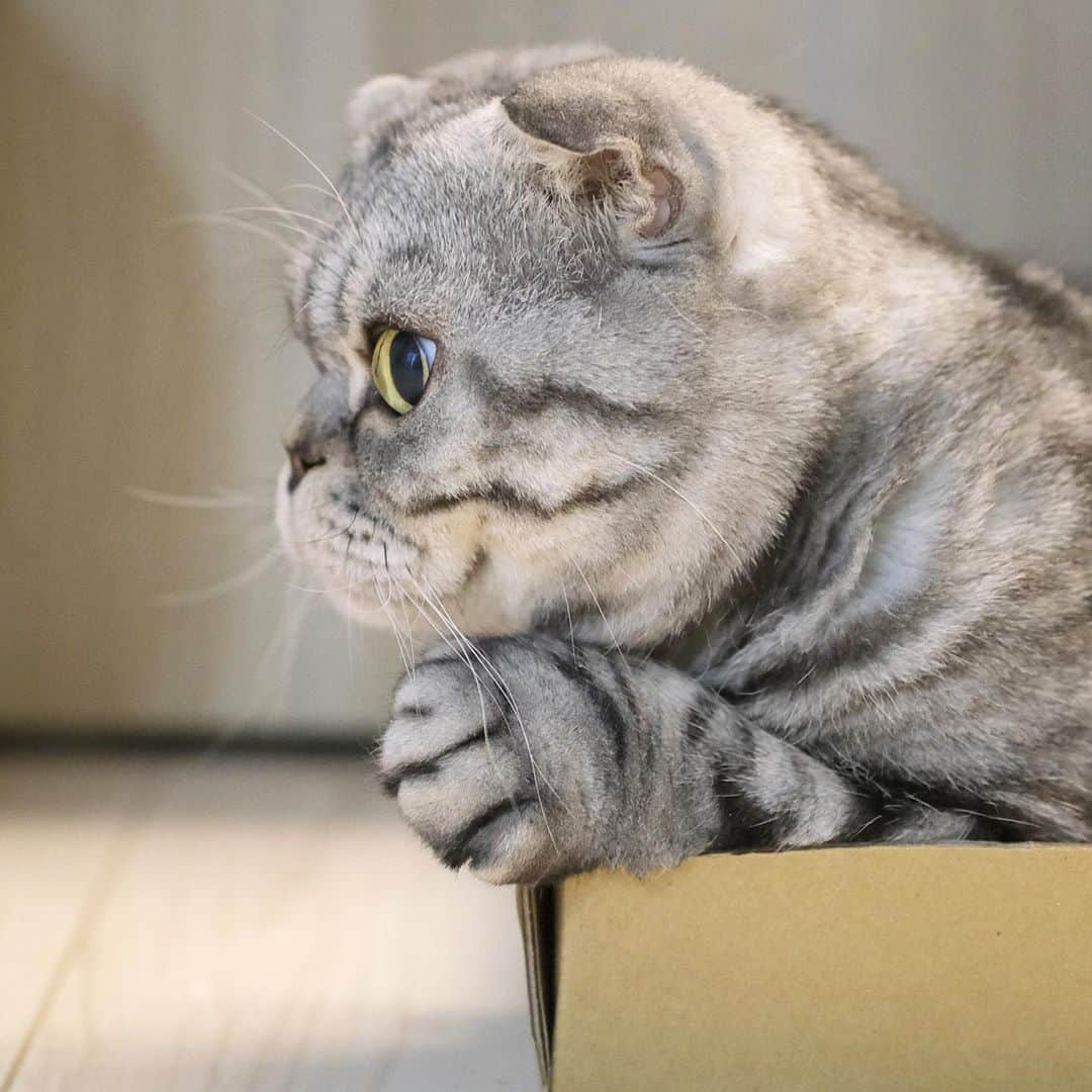 Shishi-maruのインスタグラム：「🐱ちょいとはみ出た手がかわいい 🐱Sweet paws ーーーーーーーーーーーーー 🌺「渋ネコ ししまるさん」ねこのきもちWEB MAGAZINE にて毎週金曜日エッセイの連載中 ーーーーーーーーーーー 📕「ぷっちねこ。」「3匹のちいさな猫を召喚できたなら」「ちいさな猫を召喚できたなら」徳間書店より単行本発売中 ーーーーーーーーーーー ⭐︎ねこ漫画→@tacos_cat 🌺Twitter →@taco_emonemon ーーーーーーーーーーー」