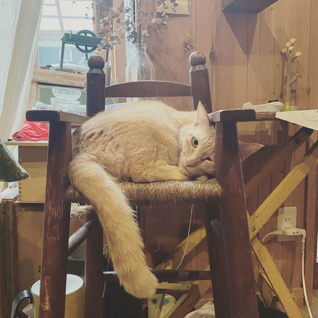 松本野々歩のインスタグラム：「やんちゃな子猫来て 相変わらず　ぶーたれ気味　  やれやれエピソードは数知れず  ここ最近太って　狭くなったせいか 全然乗らなくなってた椅子 子猫がお気に入りだからって 無理くり座る？寝てみる  かわいいよ♡って　1日5回は言う 新入りに言う数を上回らないように　 気をつけてる  いや　君はほんとに優しいよ  がんばれ姉ちゃん！ 愛してる」