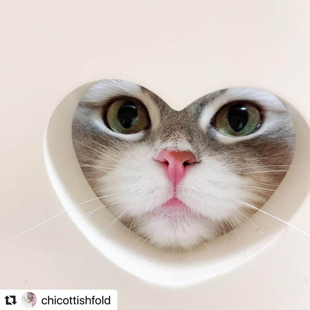 ねこさんのインスタグラム写真 - (ねこInstagram)「【#ねこは人を笑顔にする】❣️ ハートねこ😻💞 @chicottishfold さん、ありがとう🌈🙏 #Repost @chicottishfold with @make_repost ・・・ ✿ ✿ ✿  お久しぶりです❕チコです❕ やっと復活できました😣🤍🤍🤍🤍  実はインスタがなぜか利用制限をかけられてしまい、フォローもいいねもコメントも投稿も全て機能をロックされていて見ることしかできない状態でした😣💦  インスタの不具合はもうこりごりです😢  結局なにが悪かったか分かりませんでした😣  利用制限中に声をかけてくださったママ様方にはとても救われました😭💘 ありがとうございました🧡🧡🧡  これからも、チコのことをよろしくお願いします😆🤍  ちなみに、この写真はお気に入りのハートの穴からひょっこりチコちゃんです👱🏻‍♀️💕  また今日から毎日チコちゃんとの日常をアップしていきます💐 これからも仲良くしていただけると嬉しいです🎀  ㅤ  #猫 #ねこ #cat #スコティッシュフォールド #すこてぃっしゅふぉーるど #スコティッシュフォールド折れ耳 #ねこすたぐらむ #ねこのいる生活 #猫との暮らし #もふもふ #にゃんすたぐらむ #catstagram_japan #猫好きさんと繋がりたい #ねこすきさんと繋がりたい #肉球 #nyancon01 #ねこは人を笑顔にする  #ペコねこ部 #にゃんグラム #猫図鑑 #にゃーぐらむ #kitty #catlife #かわいい #karimoku #petstandard #ねこびより #scottishfold #sippo」7月23日 0時52分 - neko_magazine