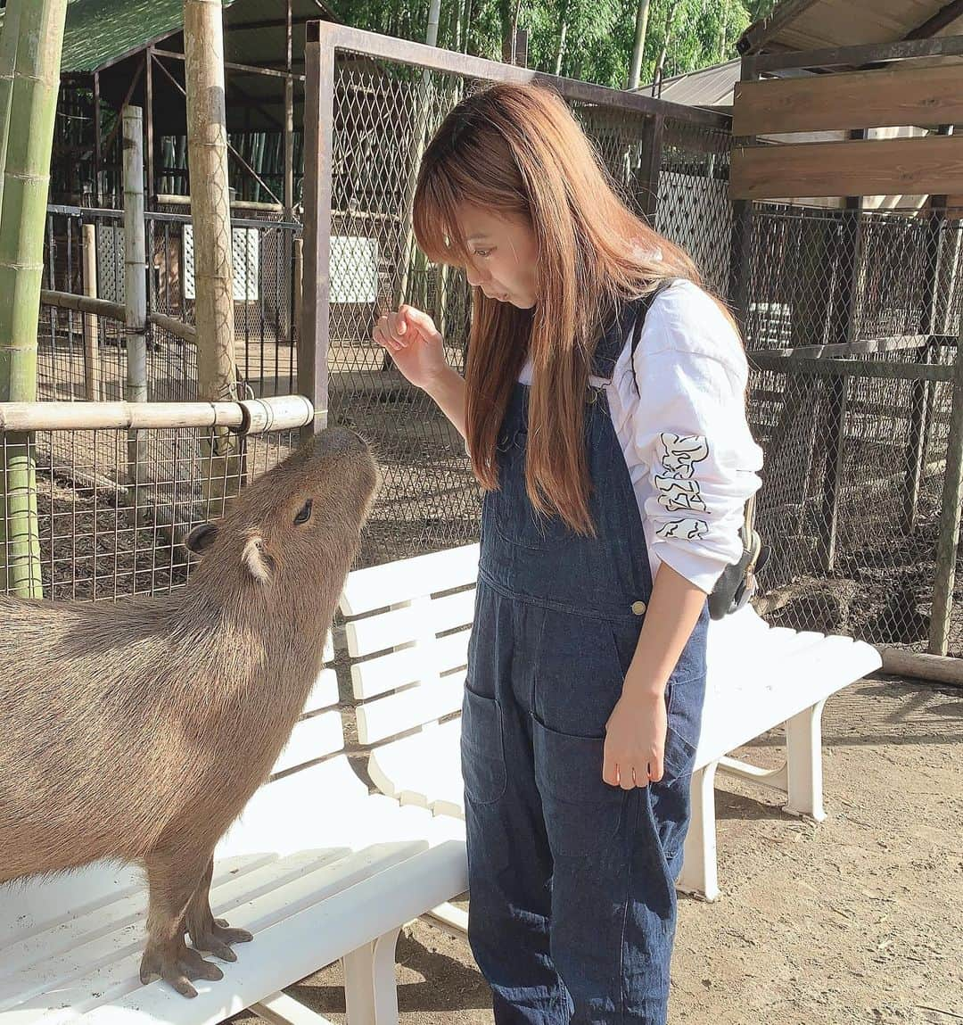 藤原亜紀乃さんのインスタグラム写真 - (藤原亜紀乃Instagram)「今週末梅雨明けかも！？ なんだって！？ 動物園行きたい！ ・ ・ ・  #恵比寿マスカッツ #役者 #グラビア #gravure #Japanese #泳裝 #수영복 #그라비아 #japanesegirl #おしり売り #일상 #フォローミー #instagood #instadaily #followme #instalike #japapesegirl #笑顔の押し売り」7月23日 10時25分 - akitknn1023