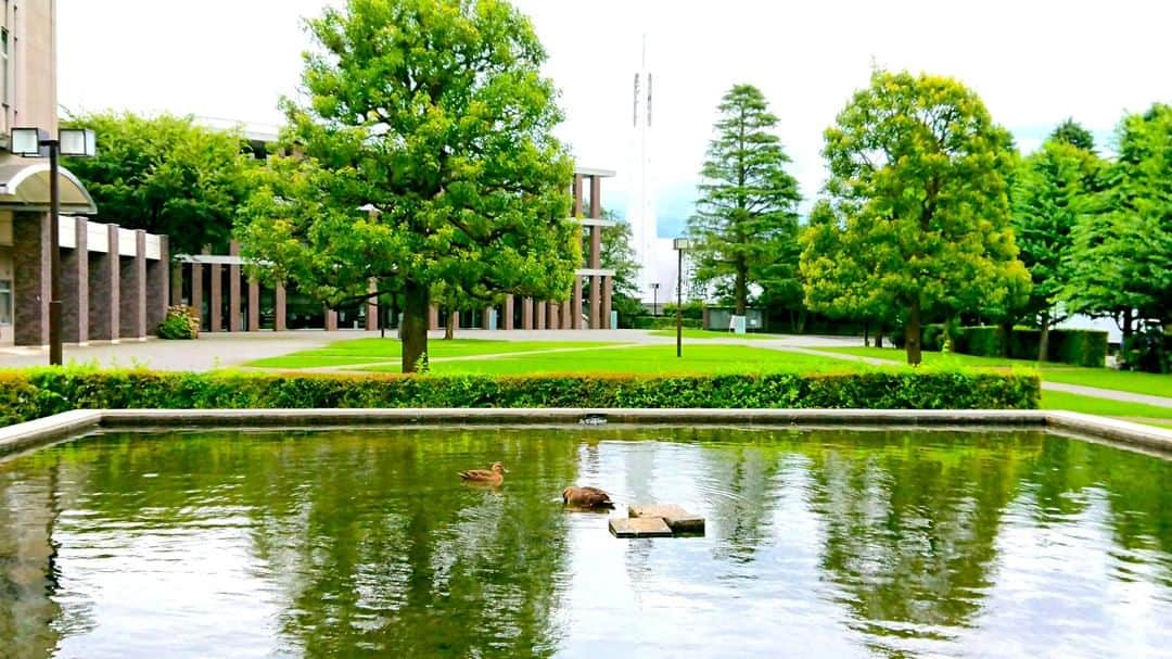 立教大学さんのインスタグラム写真 - (立教大学Instagram)「新座キャンパスの５号館前の池は以前からカメがいましたが、いつの間にかカモも住み着いたようです🦆 . #rikkyouniversity #niiza #新座キャンパス #立教 #立教大学 #coregraphy #photography #ファインダー越しの私の世界」7月23日 11時00分 - rikkyouniv