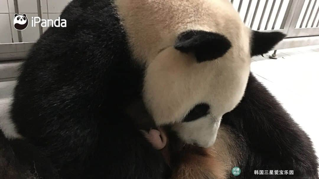 iPandaさんのインスタグラム写真 - (iPandaInstagram)「On July 20, giant panda Ai Bao, who lives at Everland in South Korea, gave birth to a female baby weighing 197 grams. She is the first Chinese giant panda delivered in South Korea. 🐼 🐾 🐼 #PandaNews #FriendshipMessenger #panda #ipanda #animal #pet #adorable #China #travel #pandababy #cute #photooftheday #Sichuan #cutepanda #animalphotography」7月23日 11時04分 - ipandachannel