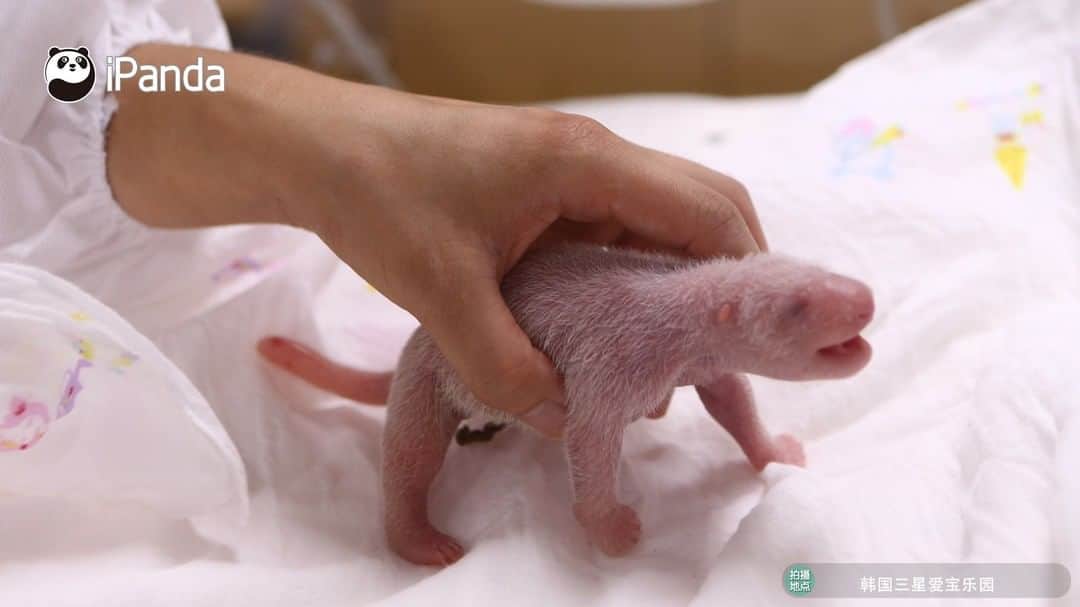 iPandaさんのインスタグラム写真 - (iPandaInstagram)「On July 20, giant panda Ai Bao, who lives at Everland in South Korea, gave birth to a female baby weighing 197 grams. She is the first Chinese giant panda delivered in South Korea. 🐼 🐾 🐼 #PandaNews #FriendshipMessenger #panda #ipanda #animal #pet #adorable #China #travel #pandababy #cute #photooftheday #Sichuan #cutepanda #animalphotography」7月23日 11時04分 - ipandachannel
