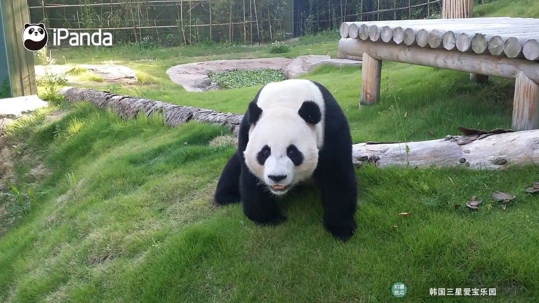 iPandaさんのインスタグラム写真 - (iPandaInstagram)「On July 20, giant panda Ai Bao, who lives at Everland in South Korea, gave birth to a female baby weighing 197 grams. She is the first Chinese giant panda delivered in South Korea. 🐼 🐾 🐼 #PandaNews #FriendshipMessenger #panda #ipanda #animal #pet #adorable #China #travel #pandababy #cute #photooftheday #Sichuan #cutepanda #animalphotography」7月23日 11時04分 - ipandachannel