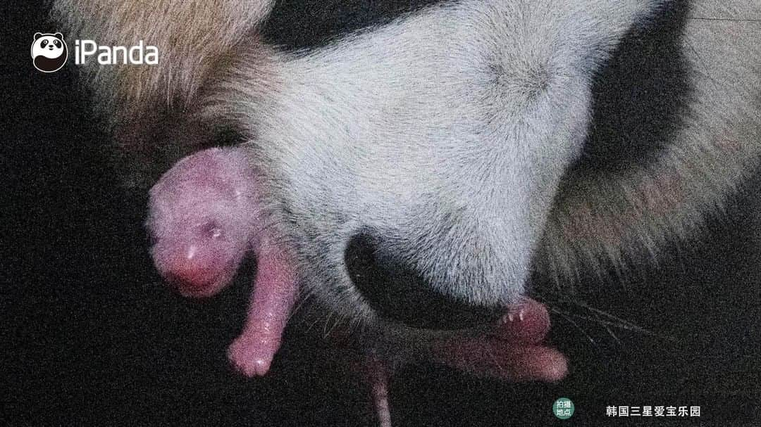 iPandaさんのインスタグラム写真 - (iPandaInstagram)「On July 20, giant panda Ai Bao, who lives at Everland in South Korea, gave birth to a female baby weighing 197 grams. She is the first Chinese giant panda delivered in South Korea. 🐼 🐾 🐼 #PandaNews #FriendshipMessenger #panda #ipanda #animal #pet #adorable #China #travel #pandababy #cute #photooftheday #Sichuan #cutepanda #animalphotography」7月23日 11時04分 - ipandachannel