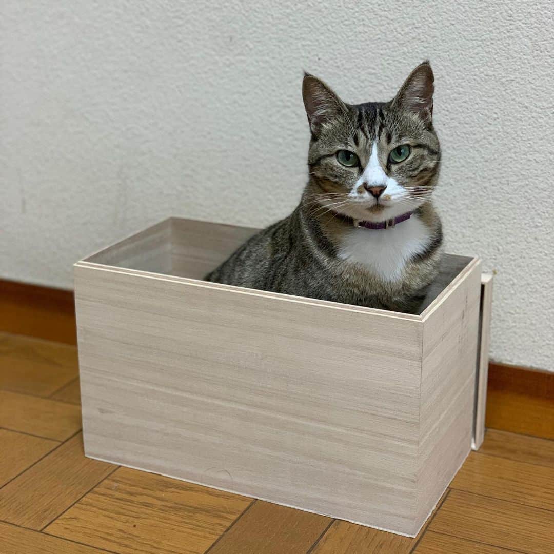 やふさんのインスタグラム写真 - (やふInstagram)「高級メロン…の箱だけゲット。お中元いかがですか〜 . #cat #neko #catlovers #catsofinstagram #catstagram #instacat #猫 #ねこ #ネコ #保護猫 #新吉」7月23日 11時06分 - kyafy