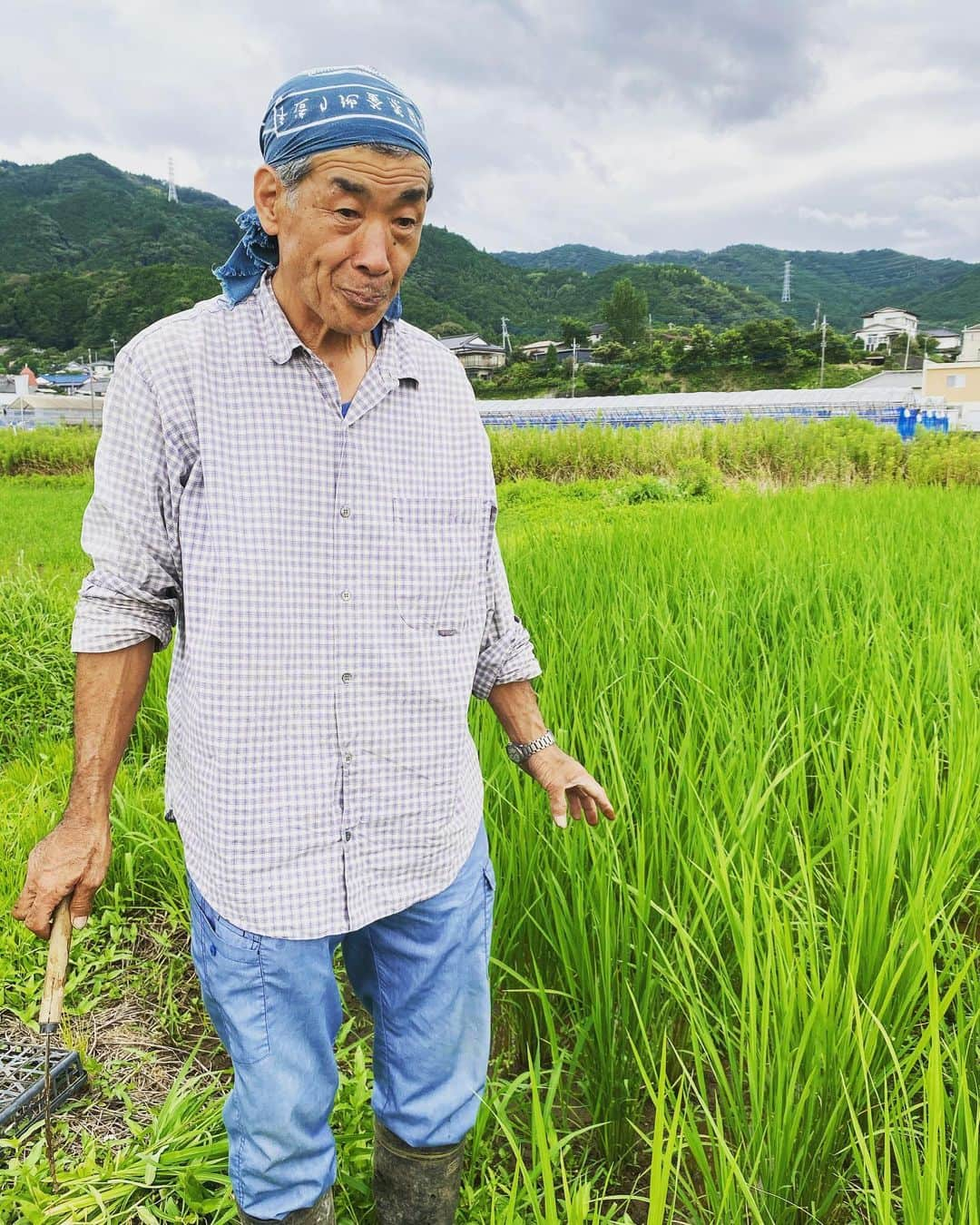 田中菜月さんのインスタグラム写真 - (田中菜月Instagram)「. ガッテン農法の三浦さんの田んぼ  裸足で入る田んぼ、気持ちが良い。  いまから 草取りします。  #田んぼ #ガッテン農法 #三浦伸章  #農 #農業」7月23日 11時28分 - natsuki_hakko