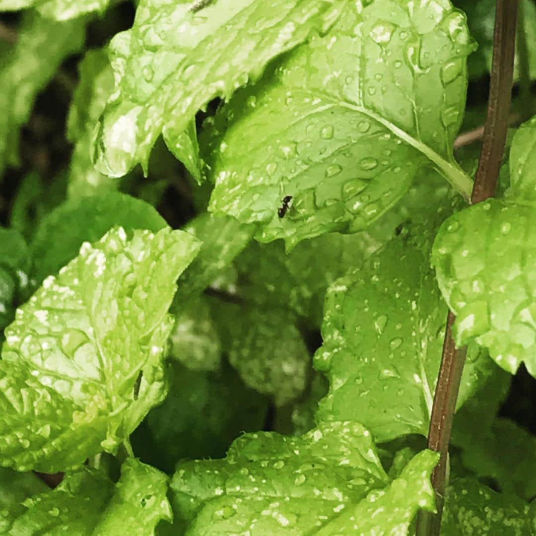 田中卓志さんのインスタグラム写真 - (田中卓志Instagram)「朝から雨ですが、ベランダのミントの上で アリが働いていました！  #アリ  #蟻  #アンガールズ #アンガールズ田中 #ミント #水滴」7月23日 11時38分 - ungirls_tanaka