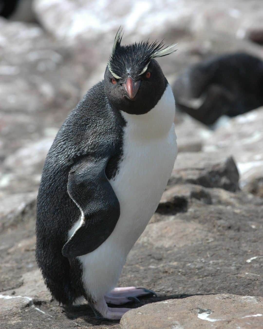 Discoveryさんのインスタグラム写真 - (DiscoveryInstagram)「Not everyone is excited for @sharkweek (starting Sunday, Aug 9).  Photo: Ruth Petzold/Getty  #sharkweek #penguin #naturelovers #angrybirds #penguinsofinstagram #rockhopper #falklandislands #argentina」7月23日 3時47分 - discovery