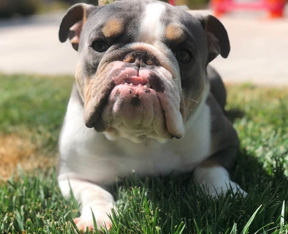 Bodhi & Butters & Bubbahさんのインスタグラム写真 - (Bodhi & Butters & BubbahInstagram)「Does anyone else have a bulldog who loves to sunbathe? 🙋🏼‍♀️ . . Don’t panic, I only let him do it for a few minutes because #LasVegas is hot 🔥 and bulldogs overheat 🐶 . . . . . #sun #bath #baby #dog #mom #life #he #wants #to #do #it #forever #bulldog #puppy #love #crazy #boy #cute #smile #wednesday #summer #positivevibes #dogsofinstagram #bestoftheday」7月23日 4時10分 - keonistuff