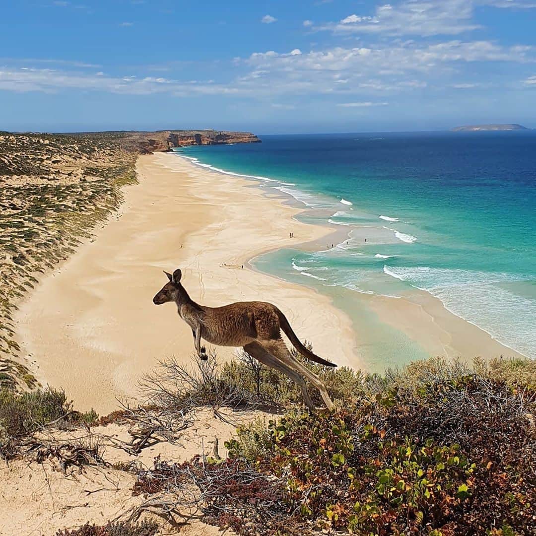 Australiaさんのインスタグラム写真 - (AustraliaInstagram)「Iconic Australian views don’t get much better than this! 👌🏼 @michele_el_viajero was in the right place at the right time to capture this classic #Aussie shot when visiting the picturesque #InnesNationalPark at the very tip of @southaustralia's @yorkepeninsula. It takes around 3.5 hours to drive here from #SouthAustralia’s capital city, #Adelaide, but the bright blue water, powder-white sand, and abundance of wildlife make it worth the drive. Did someone say #roadtrip? #seeaustralia #southaustralia #yorkepeninsula」7月23日 5時00分 - australia