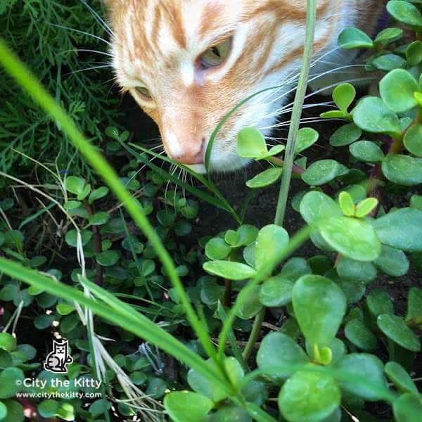 City the Kittyさんのインスタグラム写真 - (City the KittyInstagram)「Any four leaf clovers in here? 🍀  #fourleafclover #catgrass #goodluck」7月23日 5時40分 - citythekitty