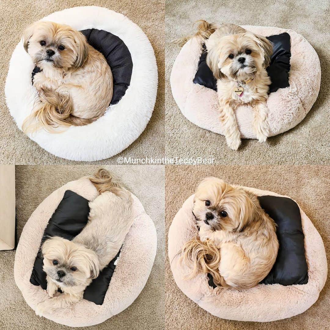 Original Teddy Bear Dogのインスタグラム：「Puppers - when you get bored staying at home, flip your bed over and relocate it across the room. It's fun and confuses the humans! 🛏🐶🐾🙃」