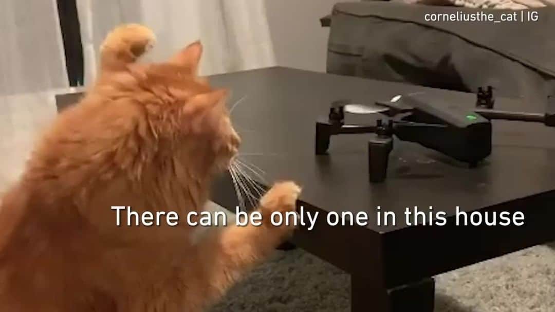 のインスタグラム：「[🔊]I must protect my pawrents from the mighty drone⠀ ⠀ 🎥@corneliusthe_cat⠀ ⠀ #meowed #corneliusthecat #gingercat #drone #soundon #volumeup #🔊 #curiouscat #sillycat」