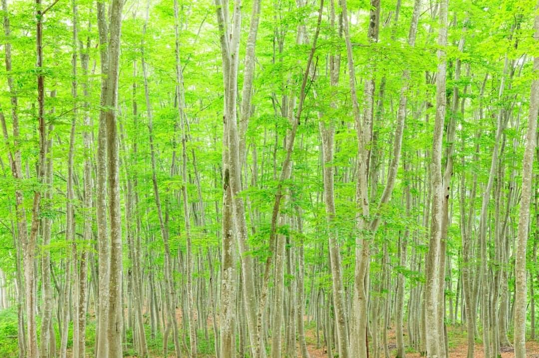 THE GATEのインスタグラム：「【 Bijinbayashi Forest// #Niigata 】 Bijinbayashi Forest locates in the city of Tokamachi in the southern part of Niigata prefecture.  l It is a beech forest, and its name translates to “beauty forest”.  l The forest is known for its views that change throughout the seasons.  l In the spring, you can see the new leaves beginning to grow.  The forests then become rich in green in the summer, which turn into oranges and yellows in the fall.  As winter arrives, the forest becomes covered in snow.  l In Tokamachi, there are other breathtaking sights such as Kiyotsu Gorge and Hoshitoge Terraced Rice Fields.  . ————————————————————————————— ◉Adress 1712-２ Matsuguchi, Matsunoyama, Tokamachi-shi, Niigata————————————————————————————— THE GATE is a website for all journeys in Japan.  Check more information about Japan. →@thegate.japan . #Japan #view #travel #exploring #visitjapan #sightseeing #ilovejapan #triptojapan #japan_of_insta #療癒 #instagood #粉我 #赞 #travelgram #instatravel #unknownjapan #instagramjapan #instaday #freshgreen #鲜绿色 #신록 #bundokph #kalilkasan #Hapon #alamsemulajadi #jepun #mendakigunung #mountaineering #bijinbayashiforest」