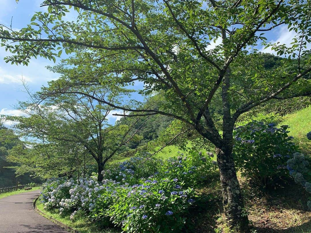 木内晶子さんのインスタグラム写真 - (木内晶子Instagram)「森林浴☀️ベンチを見たら😆あら！伸びてる✨よかったぁ✨ #深呼吸#美味しい空気#感謝#発見#ありがとう」7月23日 11時54分 - akiko0902kinouchi