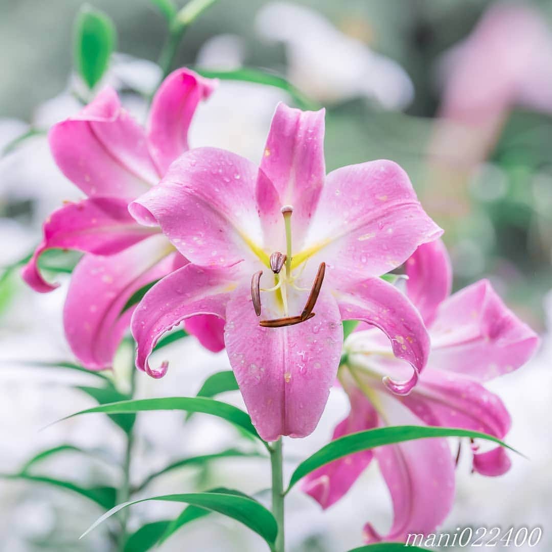 mani022400のインスタグラム：「. 23 Jul. 2020 ． . Good morning🌸🌺🌹✨ gotoキャンペーンはじまりましたが よくわかりませんね。 代表者が東京以外に在住だと 都民でも利用できる噂が… . . . 🌺🌺🌺🌷🌷🌷🌹🌹🌹🌸🌸🌸 ご訪問ありがとうございます🙇 . お花以外の写真は サブアカウントにポストしています。 良かったら、覗いてください🙇🙇 ⬇️⬇️⬇️ @mani0224000   . 🌺🌺🌺🌷🌷🌷🌹🌹🌹🌸🌸🌸 . . . . . 🔷🔷🔷🔷🔷🔷🔷🔷🔷 #discoverwithalpha ﻿ #japan_ilc﻿  #a7rm3 ﻿ #sel135f18gm  sel55f18z  カメラ好きな人と繋がりたい  flower  花 flowers   #写真好きな人と繋がりたい love_bestjapan  serahana #ファインダー越しの私の世界    #花のある暮らし  #bns_lite #eclecticshow #explore_floral . #9vaga9  9Vaga_Rose9  9vaga_3flowers9  #floristsandflowers #ip_for_blossoms_vip  #fabulous_shots ig_flowers #ponyfony_flowers #meiko_flora_member meiko_roses  #myheartinshots #la_flowers #rainbow_petals #top_favourite_flowers  #quintaflower #inspiring_shot #phx_flowers dreaming_in_macro flower_special_legend  #nature_special_legend  #ind_flowers #tv_flowers　　 #best_mmf_vipday  #best_beauty_flora_  9vaga_flowersart9 #ptk_flowers #fleur_noblesse_m  .」