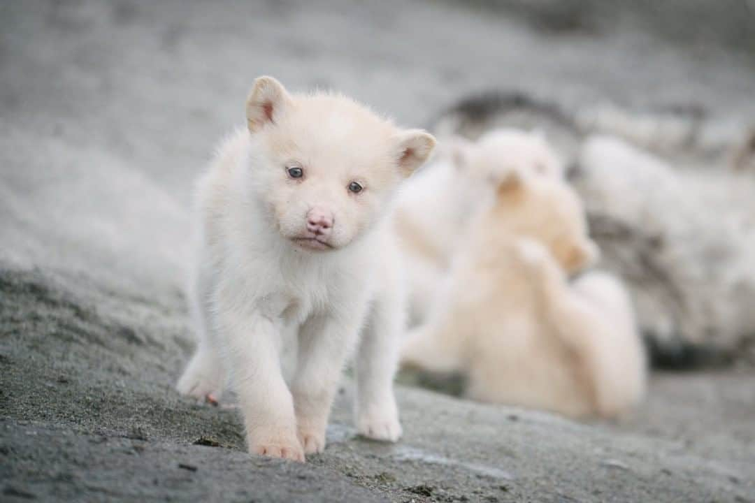 National Geographic Travelさんのインスタグラム写真 - (National Geographic TravelInstagram)「Photo by @kiliiiyuyan  Newborn Greenlandic husky pups play around their mother in Ilulissat, Greenland. Only Greenlandic huskies are allowed north of the town of Sisimiut, keeping this breed of working sled dogs pure. Follow me @kiliiiyuyan for more from the Arctic. #arctic #husky #greenland」7月23日 7時03分 - natgeotravel