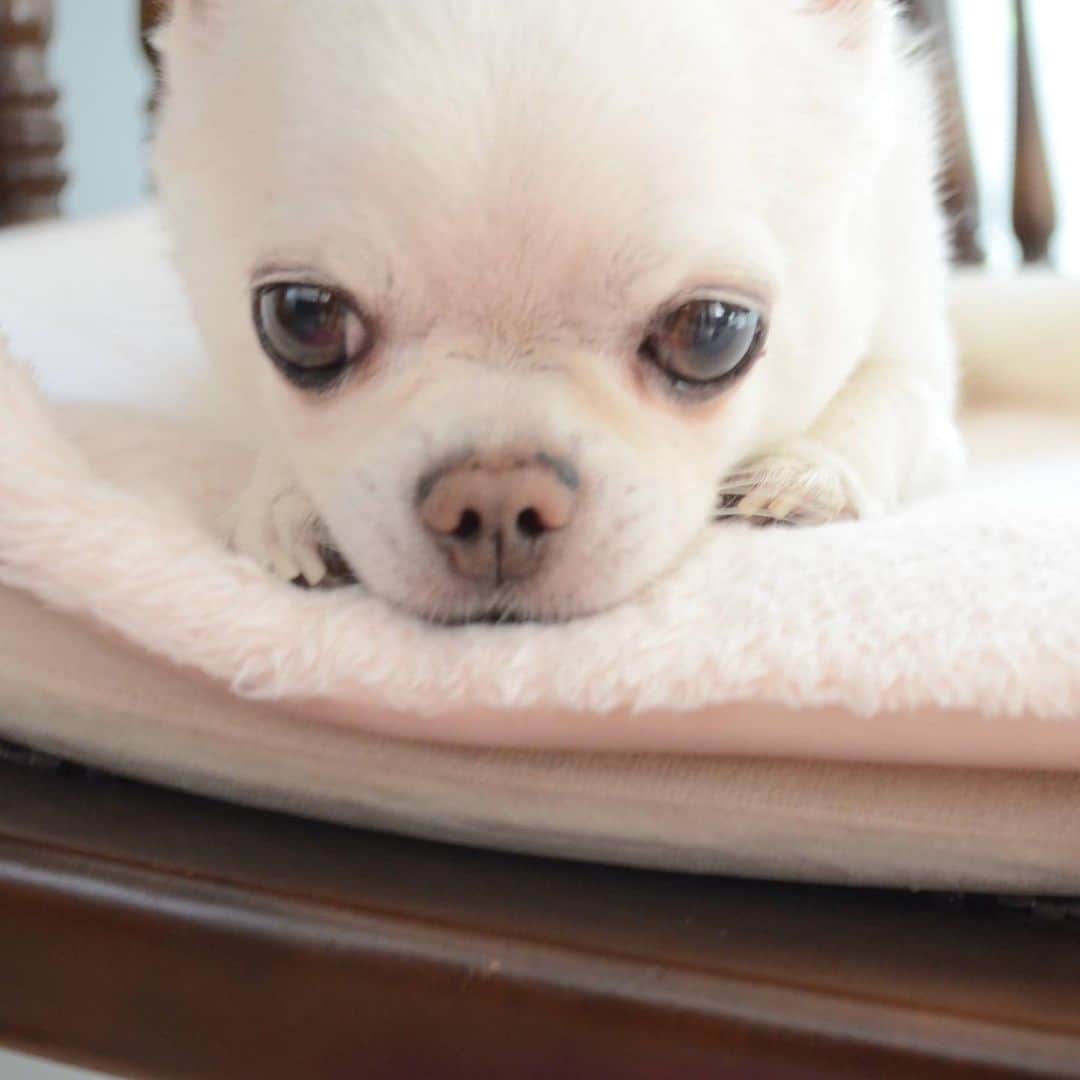KORIKIのインスタグラム：「おはようございます♪ * #dogofsapporo #dog, #dogs, #dogstagram,#chihuahua,#犬バカ部,#チワワ,#koriki, #hanadog #白スムチ連合会, #スムチー,  #dogofthedayjp, #dogoftheday  #ilovemydog #instadog #instapet #WhiteChihuahua  #吉娃娃 #치와와  #dogsofinstagram #Chihuahualover  #ชิวาวา #チワワの輪 #barkbox #WhiteChihuahuaParty #もふもふモフモフ」