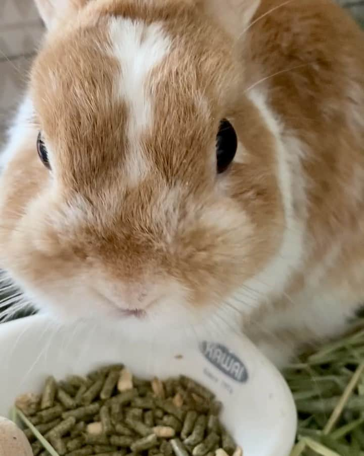 BUNNY?TUNA? のインスタグラム：「. 湘南方面へ引っ越ししました〜🐰 飼い主、いまだにダンボールだらけの中で生活しております💦 引越し中、業者の方がバタバタ出入りしてても余裕でご飯を食べたり寝ていたツナさん、相変わらずたくましい👍🏻 場所が変わってもいつも通り😊 換毛が収まり始めて夏毛になるとひと回り小さくなるね🤣 奥さんと子供は里帰りで帰ってしまったので、またツナと男2人で仲良くやっていきたいと思います👨🏻🐰 ツナよろしくねー👌 . #引越し#湘南#里帰り #ネザーランドドワーフ#ツナ#TUNA#うさぎ#ふわもこ部#うさぎ部#うさぎのしっぽ#ペット#netherlanddwarf#bunnystagram#rabbit#lapin#cutebunny#bunnylove#bunnies#pet#petgram#rabbitstagram#japan#kawaii#weeklyfluff#cutepetclub#instapets#instabunnies#animallovers」