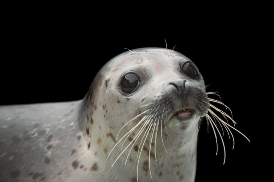 ナショナルジオグラフィックさんのインスタグラム写真 - (ナショナルジオグラフィックInstagram)「Photo by @joelsartore I Sura the spotted seal is just one of many species that have been photographed @alaskasealifecenter for inclusion in the Photo Ark. This facility conducts invaluable research about the ocean, climate change, and arctic and subarctic marine wildlife, and is the only facility in Alaska that is permitted to respond to orphaned marine animals. With travel restrictions and the prolonged closures of zoos and aquariums due to COVID-19, they are facing unprecedented challenges and need our help to keep their doors open. Follow me @joelsartore to learn what you can do to ensure this special aquarium, wildlife rescue, and marine research facility can continue to save wildlife for years to come. #alaskasealifecenter #seal #spottedseal #PhotoArk #savetogether」7月23日 7時35分 - natgeo