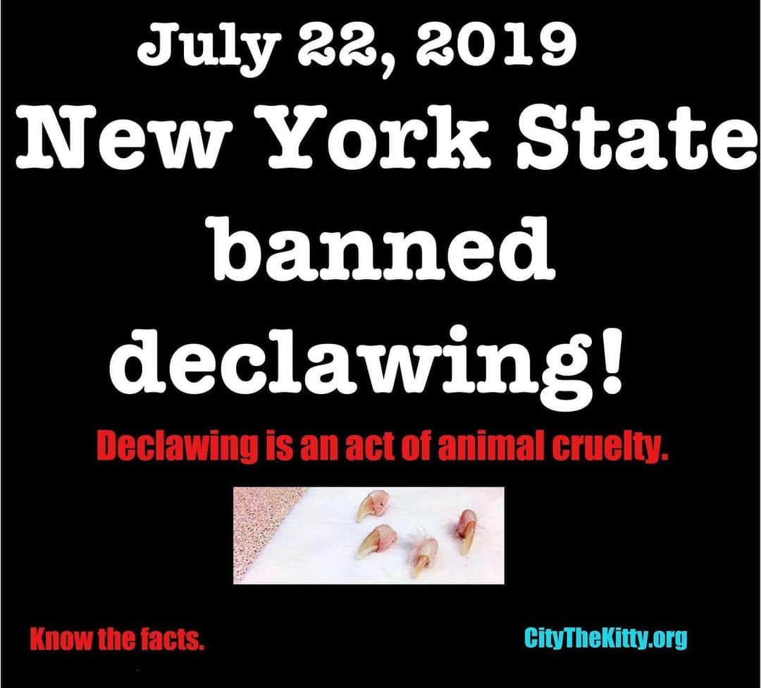 City the Kittyさんのインスタグラム写真 - (City the KittyInstagram)「Today is a historic anniversary! ❤️ Declawing was banned in New York State one year ago.🐾🐾👍🏻 Many of the pro-declaw folks and declawing vets use the  fear mongering excuse that there would be many more cats in shelters if declawing was banned.😾 Wrong. Here are two recent statements we received from @animalleague and @nycacc  🐾🐾🐈 Also please give a BIG thanks to @pawproject and @humanesociety for this historic bill that protects cats from this barbaric cruelty.    "We are approaching the one year mark since the ban went into effect on July 22nd, 2019.  We have not seen an increase in owner surrendered cats as a result of the ban.  NSALA supported the ban and did not provide declawing services in our Pet Health Centers even before the ban went into effect.  There are many other humane options to address the cat’s innate need to scratch.  We have seen firsthand the damage caused by declawing both physically and behaviorally when owners want to surrender their declawed cats.  We are happy to know that this practice has stopped in New York.  Joanne Yohannan, Senior Vice President of Operations, North Shore Animal League America" ❤️🐾  "Anyone thinking that the declawing ban would lead to an increase in cat surrenders in New York City might be surprised to learn that ACC, the only open-admission shelter in NYC, has actually seen a decline in cat intake. At the same time we have seen a 25% increase in the amount of direct adoptions our organization has processed over the past year. The ban does not seem to have affected people's desire to adopt cats in their natural state.  Katy Hansen  Director of Marketing and Communications   Animal Care Centers of NYC"  Know the facts- http://citythekitty.org/declawing-facts-vs-myths-humane-options/  Please find a legislator in your state who would introduce a bill to ban declawing. They should contact The Paw Project and they will help them with the bill. ❤️#stopdeclawing #aahaday #aahaaccredited #catvets #catfriendly #catfriendlypractice #aafp #newyorkcats」7月23日 7時54分 - citythekitty