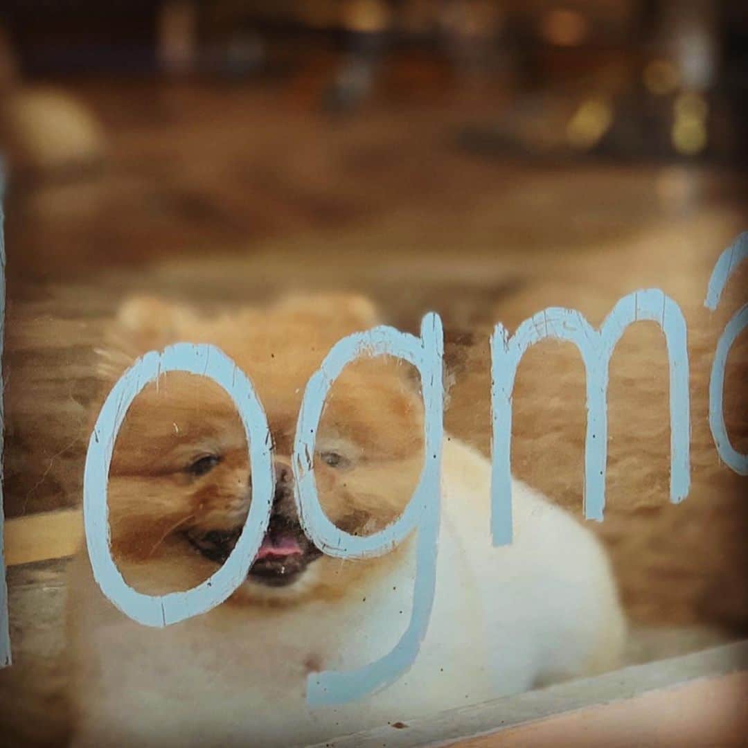 梅宮アンナさんのインスタグラム写真 - (梅宮アンナInstagram)「ハニーのトリミングです🥰  綺麗になりました〜👏👏👏  @dogmantokyo   ハニーって、  カニクリームコロッケみたいじゃないですか？😅😅😅  色、カタチ✨✨✨笑  太っています！！🥰  #ポメラニアン#dogmantokyo」7月23日 8時05分 - annaumemiya