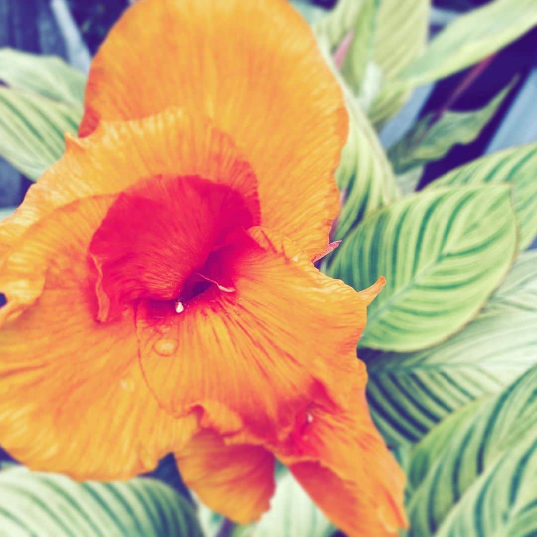 のインスタグラム：「#flower #flowersoflife #orange #hope #summer」