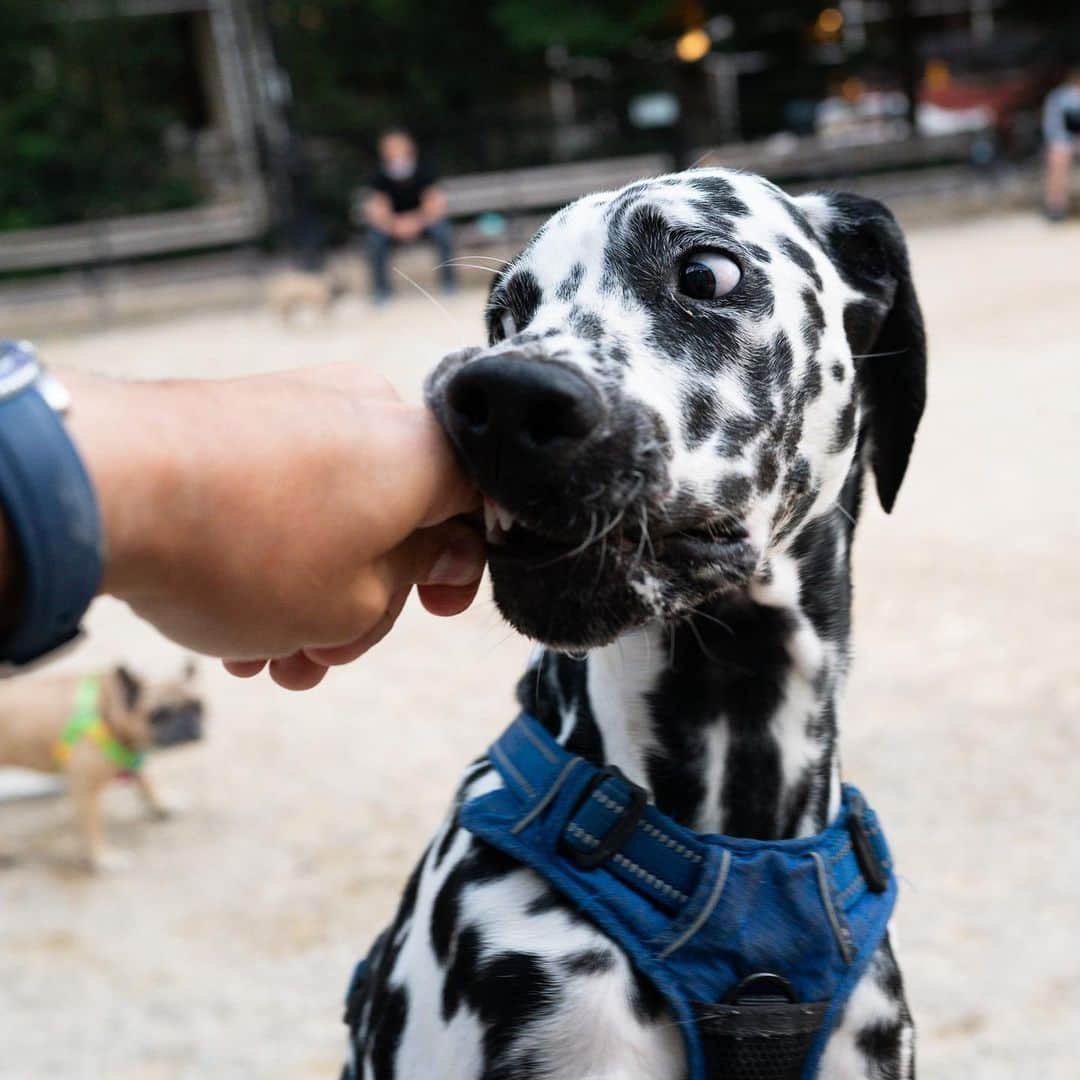 The Dogistさんのインスタグラム写真 - (The DogistInstagram)「Lucky, Dalmatian (6 m/o), Washington Square Park, New York, NY • “It’s his first week in the city. A lot of new things to get used to.”」7月23日 9時02分 - thedogist