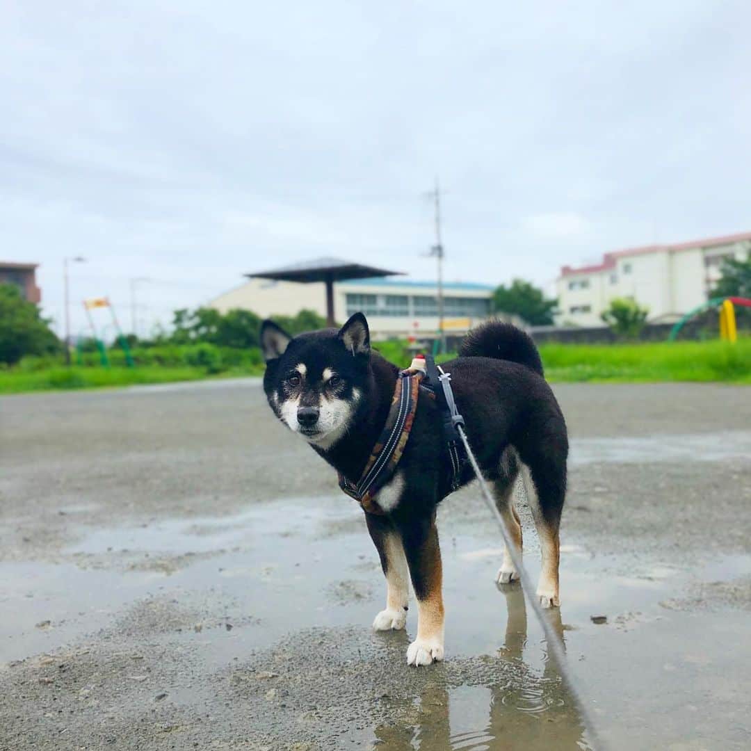 小川博永さんのインスタグラム写真 - (小川博永Instagram)「水たまりとか気にしないししまる。  #濡れまる  #今朝まる #ししまる #dog #dogs #柴犬 #黒柴」7月23日 9時06分 - ogawahironaga