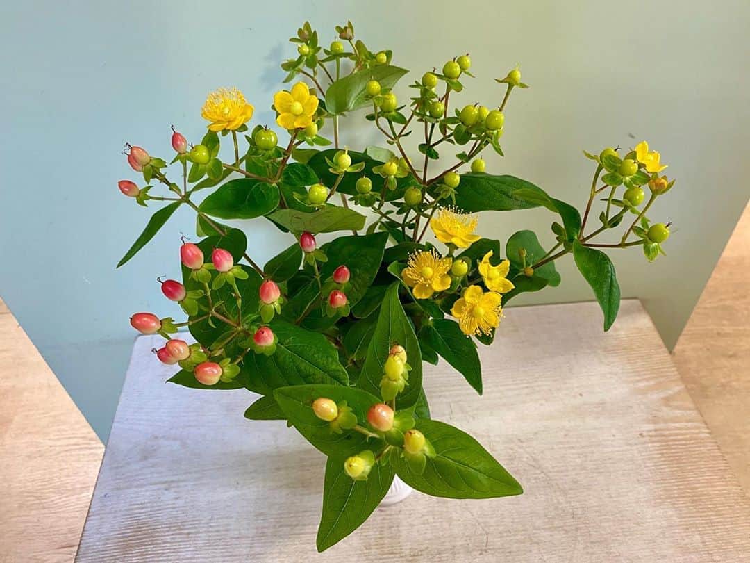 服部未佳さんのインスタグラム写真 - (服部未佳Instagram)「スーパーJチャンネルABA 水曜日の天気コーナー「きょうの花日記」 青森県産のヒペリカムを紹介しました💐 ぷっくりとした実を楽しむ植物です。かわいい😍  花を見られるのは、国産のものならでは🌼 花が咲いて、花びらが落ちた後、実を付けます💓  4枚目の写真は、エチオピア産のヒペリカム。 発色が良くて、大きい😆 #ヒペリカム」7月23日 9時13分 - mikahattori_aba