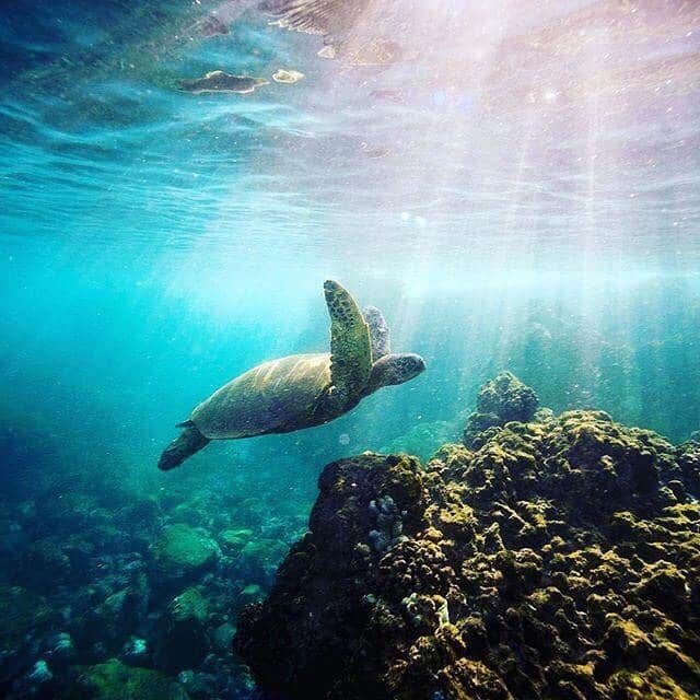 ハワイアン航空さんのインスタグラム写真 - (ハワイアン航空Instagram)「#海の日 の今日はハワイのサンゴ礁保護の取り組みをご紹介します。サンゴ礁に害を与えるオキシベンゾンとオクチノキサートを含む日焼け止めの販売を禁止する法案が2021年1月1日からハワイで施行されます。すでにサンゴ礁は、流出水によってできる堆積物や海の酸性化 (炭酸カルシウムの殻の形成が困難な環境となりサンゴ礁が形成されにくくなる) によるストレスにさらされており、地球の気候変動によっても海水の温度が上昇し、負の連鎖が起きています。日焼け止めを変えることでこうした問題のすべてを解決することはできませんが、私たちが選ぶことができる選択肢のひとつです。日本にいても、海に遊びに行かれる際は使用している日焼け止めを見直してみるのはいかがでしょうか😎  Photo by @danielsullivangaller  詳しくは プロフィールから#アイランドガイド をチェック☝🏼  #今日は何の日 #ハワイの海 #サンゴ礁 #海が好きな人と繋がりたい」7月23日 9時58分 - hawaiianairlinesjp