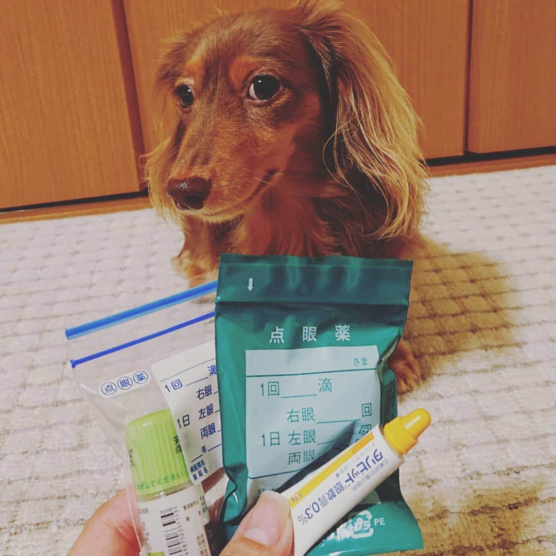 くるみんのインスタグラム：「* あずきちゃん、最近目やにが気になるので病院へ  目薬2種類と眼軟膏を処方されました。  #カニンヘンダックスフント #カニンヘン #カニンヘンダックス #カニンヘンダックスフンドの日常 #カニンヘンの会 #カニンヘンダックスフンド #チョコタンダックスフント #チョコタンダックスフンド #チョコタンダックス #チョコタン #ダックスlove #ダックス多頭飼い #ダックスフント #ダックスフンドカニンヘン #ダックス部 #ダックス大好き #ダックス大好き #ダックスフンド #タックス #いぬばか部 #いぬすたぐらむ #短足部 #動物病院 #目薬 #眼軟膏 #表層点状角膜炎 #dachshundgram #dachshund #inustagram」