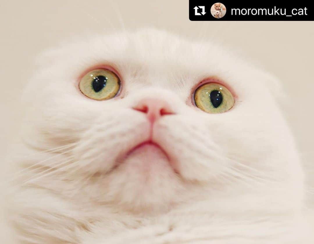 ねこさんのインスタグラム写真 - (ねこInstagram)「【#ねこは人を笑顔にする】❣️ もっ、もう月曜日終わり⁉️1日1日がはやぁ〜い…😫 @moromuku_cat さん、ありがとう😋💓 #Repost @moromuku_cat with @make_repost ・・・ . えっ！？もう月曜日！？🙄 . . . #謎猫 #クセねこ #猫 #ねこは人を笑顔にする #猫好き #ネコ部 #猫部 #にゃんこ #猫すたぐらむ #にゃんすたぐらむ #にゃんだふるらいふ #ねこさん #スコティッシュフォールド #ねこのいる生活 #白いスコちゃん同盟 #猫モフー #猫がいる幸せ #かわいい #猫大好き #ねこのきもち #ねことおうち時間 #catphoto #instakitty #catsoftheworld #catmylove #scottishfoldlovers #ilovecat #playingcat #bestmeow」6月29日 19時16分 - neko_magazine
