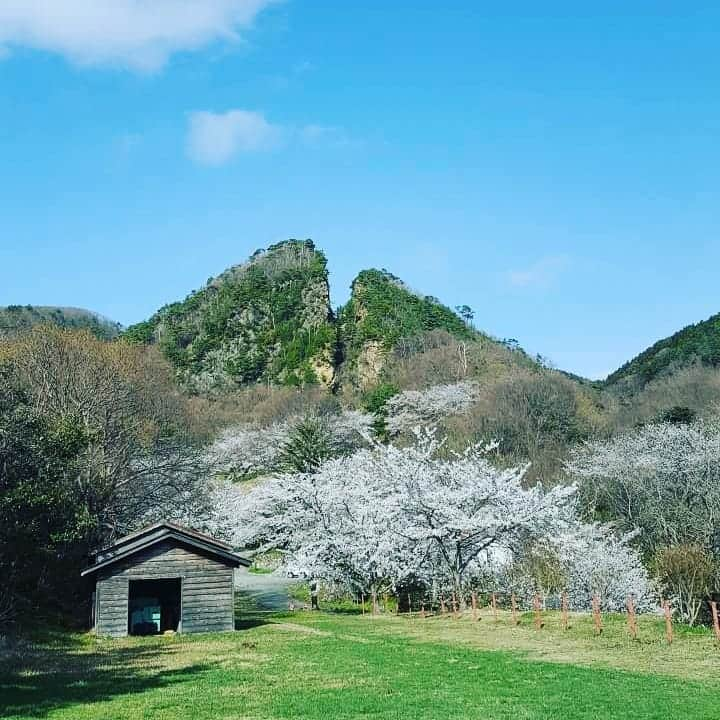 石塚かおりさんのインスタグラム写真 - (石塚かおりInstagram)「#佐渡『思い出写真』  今年は、カンゾウのお花も、お寺巡りも我慢でした。  佐渡が恋しい。  そして、リスナーの皆さんに会いたい。  そんなことばかり想いながら、今までのお写真を眺めています。  世界文化遺産 今年度の国内推薦候補の選定に向けた文化審議会への諮問は行わないとの発表がありました。  世界遺産への道のりは、もう少し長いけど、ずっと応援しています。  また、みんなと一緒に佐渡に行けますように。  #トビシマカンゾウ #大野亀 #絶景 めざせ#世界遺産 #佐渡金山 #海#ジェットフォイル#船#旅 #八十八ヶ所#お寺巡り #忘年会  #佐渡ディスタンス #佐渡観光親善大使 #新潟放送#アナウンサー #石塚かおり」6月29日 19時17分 - kaori_ishizuka413