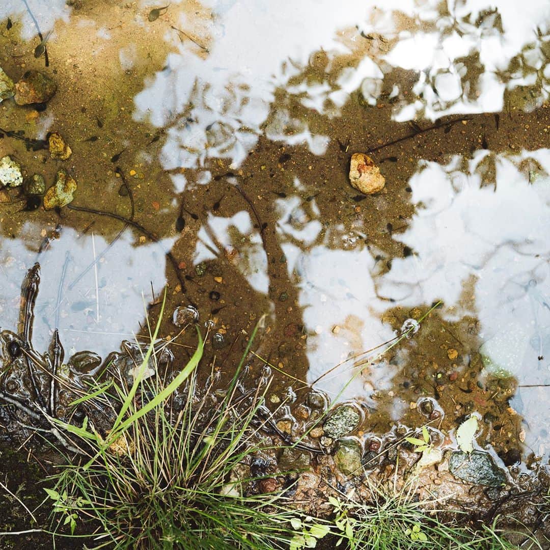 市川渚さんのインスタグラム写真 - (市川渚Instagram)「The water garden by Junya Ishigami at Art Biotop Nasu. It was our third visit to there. ﻿ ﻿ ﻿ アートビオトープ那須、初夏の水庭。季節を変えて、3度目の訪問。﻿ ﻿ 人間が意図的に作った森と生きる場所を見つけにやってくる人間以外の生きものがぶつかり合う場所というか、ここに来るといろいろな種の生命力を感じさせられるのだ。﻿ ﻿ 水庭のお隣の土地に建築中の阪 茂氏設計のスイートヴィラとレストランも、今年10月ついにオープンするそう。そもそもこのヴィラとレストランを建てる計画にあたり、樹々を伐採する必要が出てきてしまったのを、伐採せず1本1本、今の水庭の地に移植して出来上がったのがこの水庭なのですよね。﻿ ﻿ そして6/11に出てたヴィラとレストランのプレスリリースを見てたらビオファームまつきの松木 一浩氏の名前が…！シェフの本岡 将氏もそうだし、静岡のBio-Sなんで閉めちゃうんだろうと思ってたのだけれど、そういうことか…！嬉しすぎる…というわけで、こちらもオープンが楽しみです。ヴィラの予約は7月半ばからスタートとのこと。﻿ ﻿ ﻿ #artbiotopnasu#アートビオトープ那須#水庭#watergarden#JunyaIshigami#石上純也#discoverTochigi#nagiko_trip」6月29日 17時43分 - nagiko