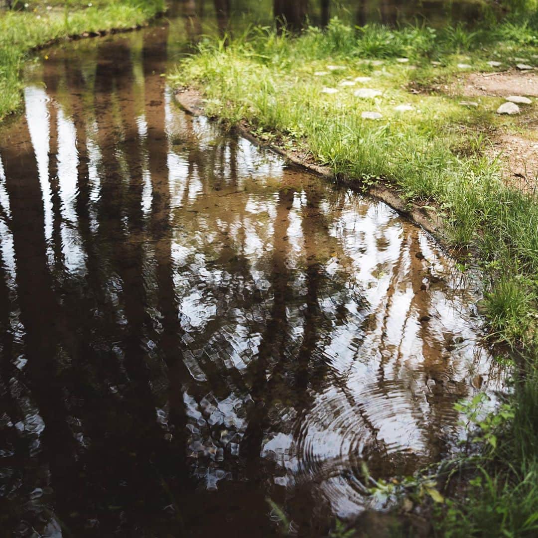 市川渚さんのインスタグラム写真 - (市川渚Instagram)「The water garden by Junya Ishigami at Art Biotop Nasu. It was our third visit to there. ﻿ ﻿ ﻿ アートビオトープ那須、初夏の水庭。季節を変えて、3度目の訪問。﻿ ﻿ 人間が意図的に作った森と生きる場所を見つけにやってくる人間以外の生きものがぶつかり合う場所というか、ここに来るといろいろな種の生命力を感じさせられるのだ。﻿ ﻿ 水庭のお隣の土地に建築中の阪 茂氏設計のスイートヴィラとレストランも、今年10月ついにオープンするそう。そもそもこのヴィラとレストランを建てる計画にあたり、樹々を伐採する必要が出てきてしまったのを、伐採せず1本1本、今の水庭の地に移植して出来上がったのがこの水庭なのですよね。﻿ ﻿ そして6/11に出てたヴィラとレストランのプレスリリースを見てたらビオファームまつきの松木 一浩氏の名前が…！シェフの本岡 将氏もそうだし、静岡のBio-Sなんで閉めちゃうんだろうと思ってたのだけれど、そういうことか…！嬉しすぎる…というわけで、こちらもオープンが楽しみです。ヴィラの予約は7月半ばからスタートとのこと。﻿ ﻿ ﻿ #artbiotopnasu#アートビオトープ那須#水庭#watergarden#JunyaIshigami#石上純也#discoverTochigi#nagiko_trip」6月29日 17時43分 - nagiko
