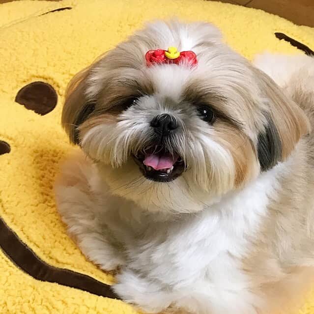 のインスタグラム：「Happy Monday! 💖 Hope everyone has a wonderful week! 😘🐶💕 #ineedhaircut * * * * * もふもふがヤバイでつー🐶💦 ・ 皆さん、お久しぶりです😊 いつも沢山のいいね＆温かいコメントをありがとうございます🐶💕 最近はお返事ができないことも多くて本当に申し訳ありません🙇🏻‍♀️💦 今年に入って投稿数28、今月は2回だけってサボり過ぎですよねー🙏😣💦 ・ りんく地方はこれから☂️予報ですが、暑い地域の皆さんはくれぐれも熱中症に気をつけてお過ごしくださいね☺️✨」