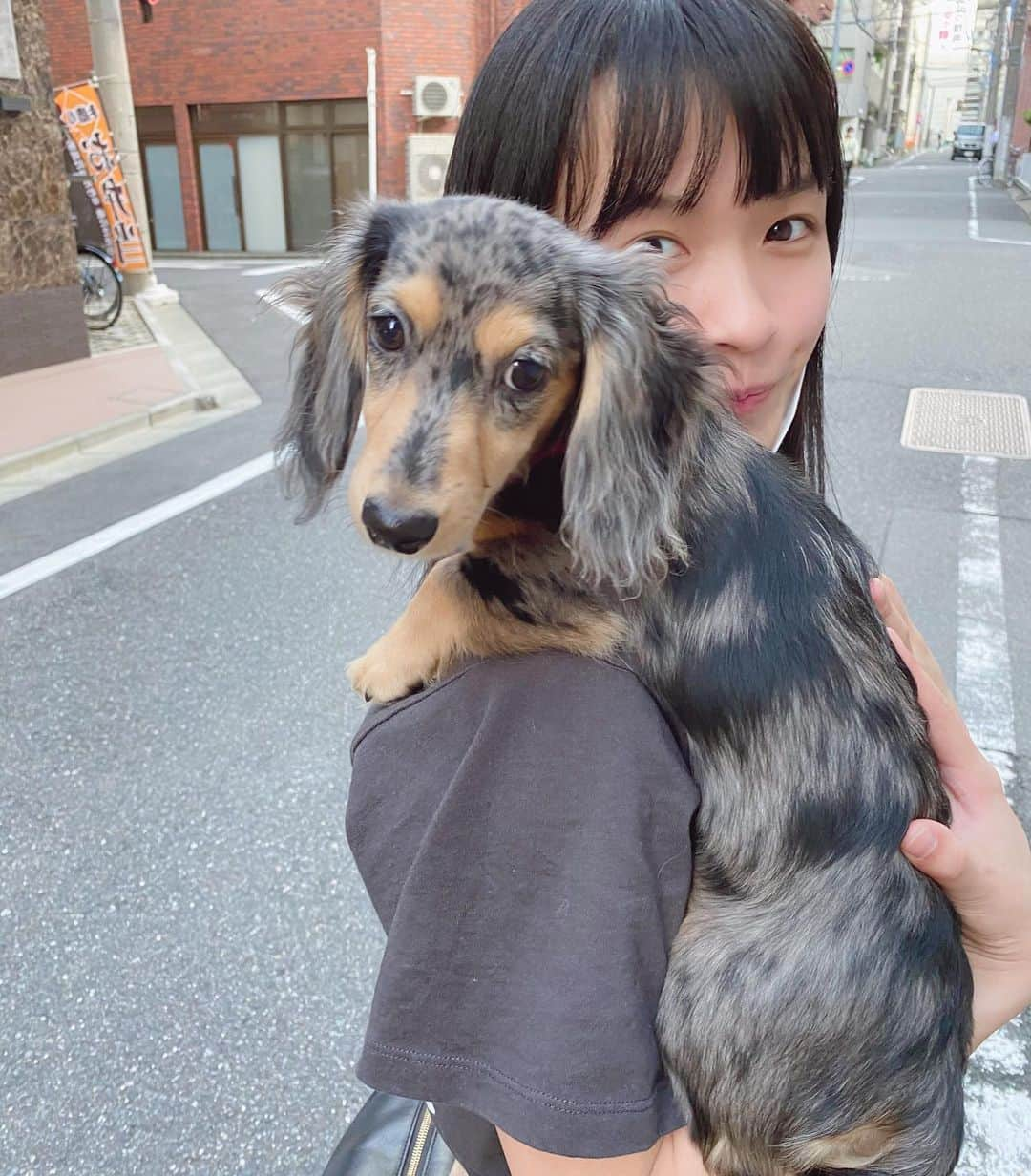 百川晴香さんのインスタグラム写真 - (百川晴香Instagram)「まだ生後５ヶ月ランちゃんです🐶💕(事務所の社長の犬👀) #生後5ヶ月 #犬 #ミニチュアダックスフンド #かわいい #すっぴん #オフ #japanesegirl #cute #dog」6月29日 18時23分 - momokawaharuka