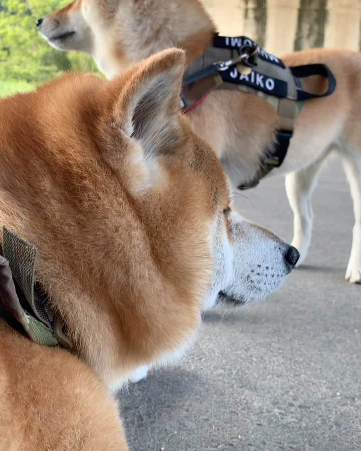 shibainu berryのインスタグラム